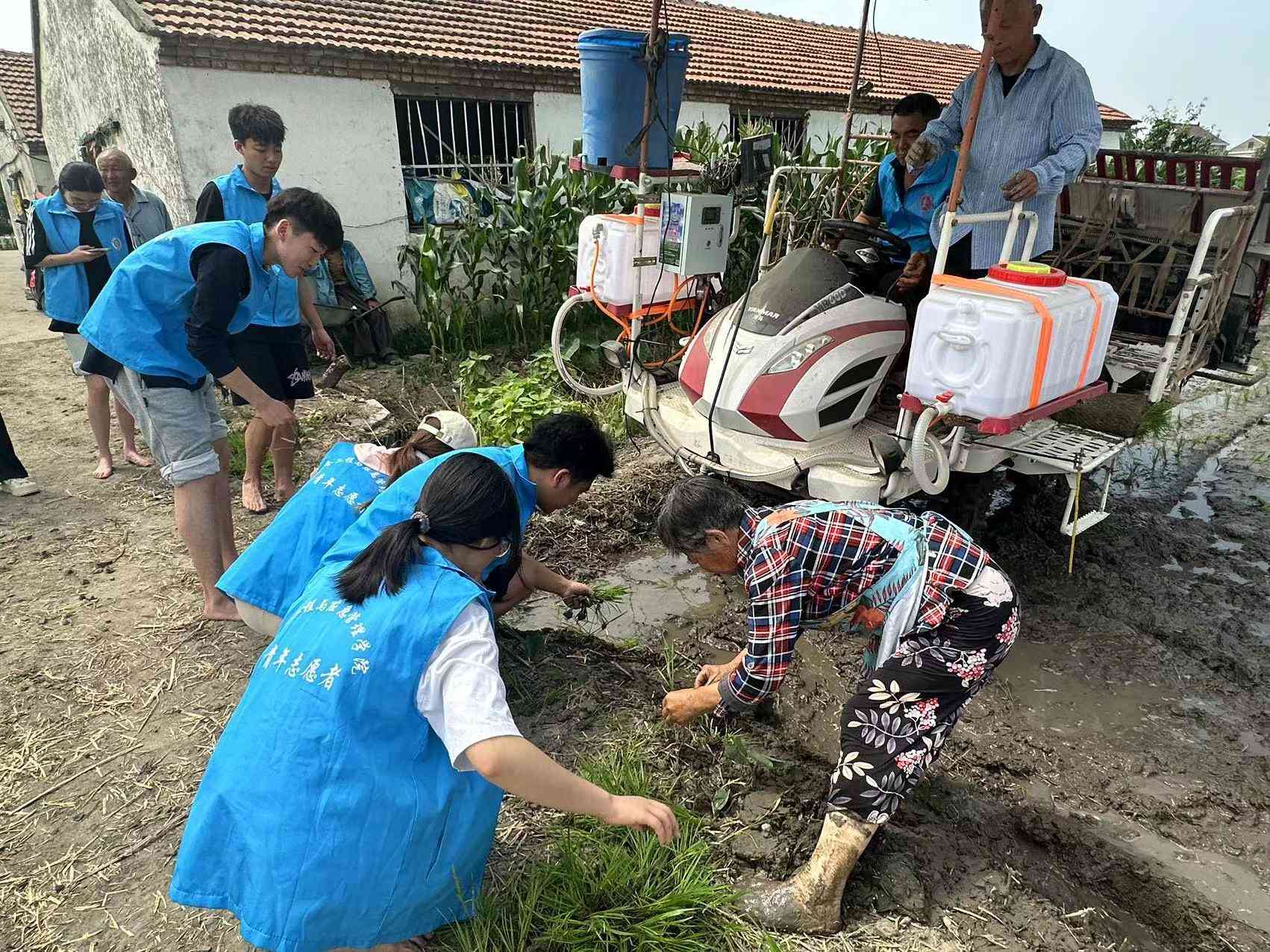 “农耕体验：大学生下农田插水稻的意义”