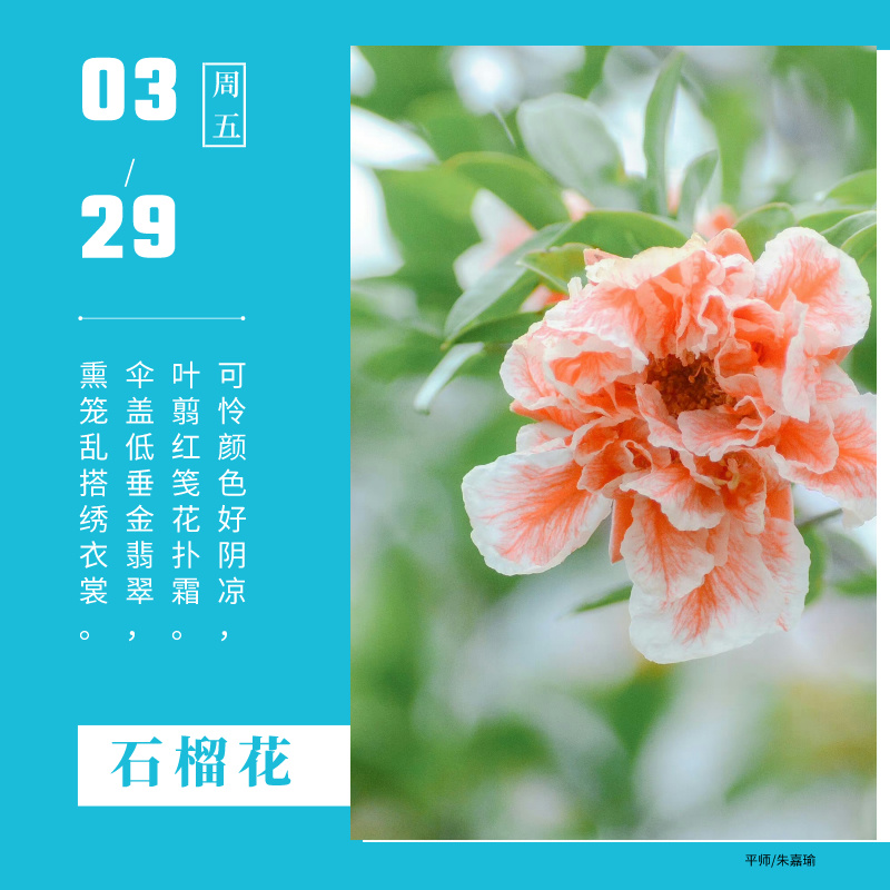 我是平师花草“宣读者”——花草诗词，美妙邂逅